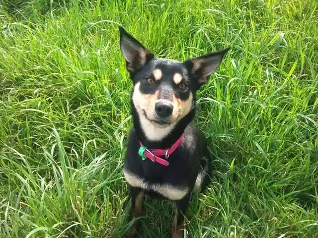 a black and tan dog with large upright ears and a pink collar sits in tall green grass, looking directly at the camera. The…