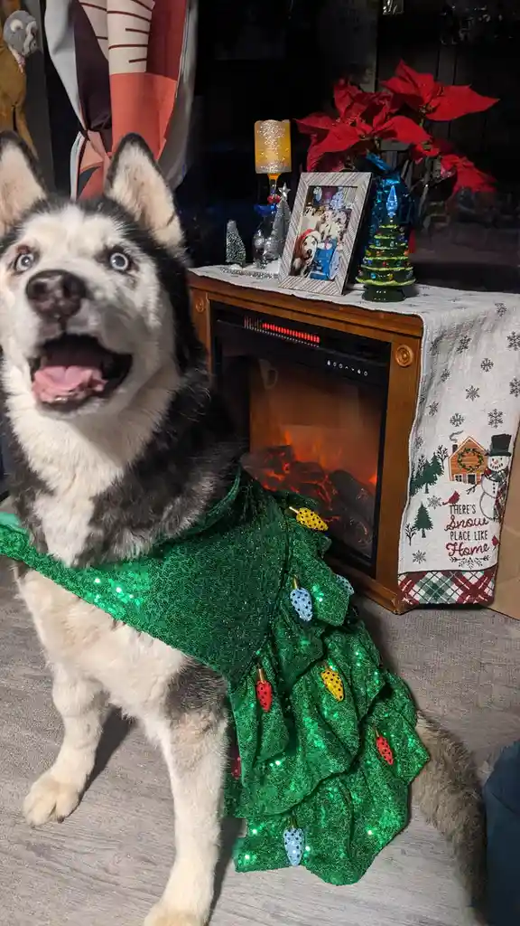 Wishing Everyone a Merry Paw-some Celebration!