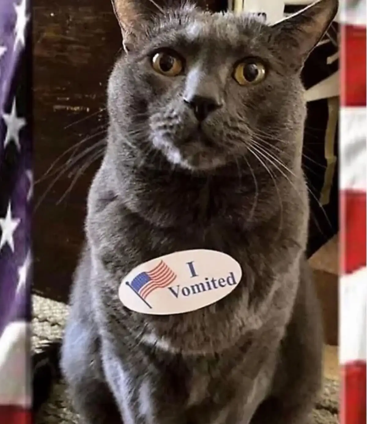 We Feel You, Kitty, We Really Do
