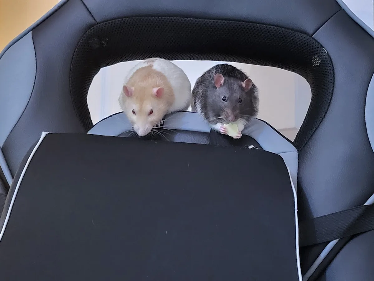 Ratpaladin's Rat Adventures: A Furry Tale