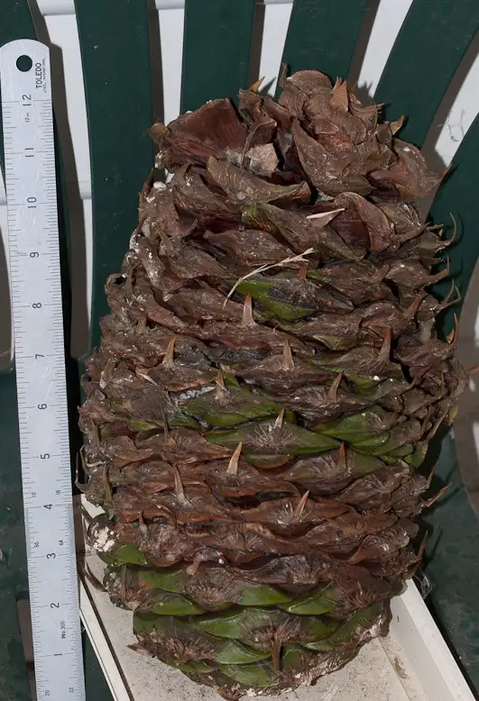 A Giant 12-Inch Pinecone!
