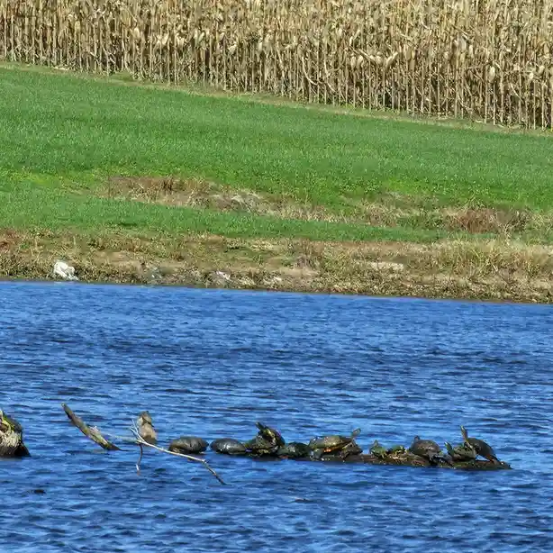 A photograph shows numerous turtles basking on a log partially submerged in a blue body of water. Behind the water is a…