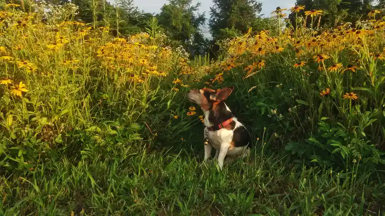 A small, tricolor dog with a red collar sits in a grassy field surrounded by tall yellow flowers and green foliage, looking…