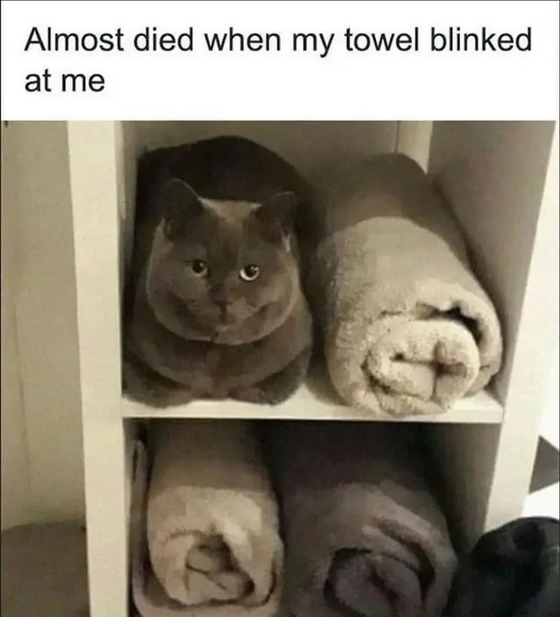 A gray cat sits on a shelf next to a rolled-up towel, looking directly at the camera with wide eyes. The text overlay reads…