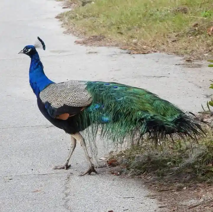 The Majestic Peacock