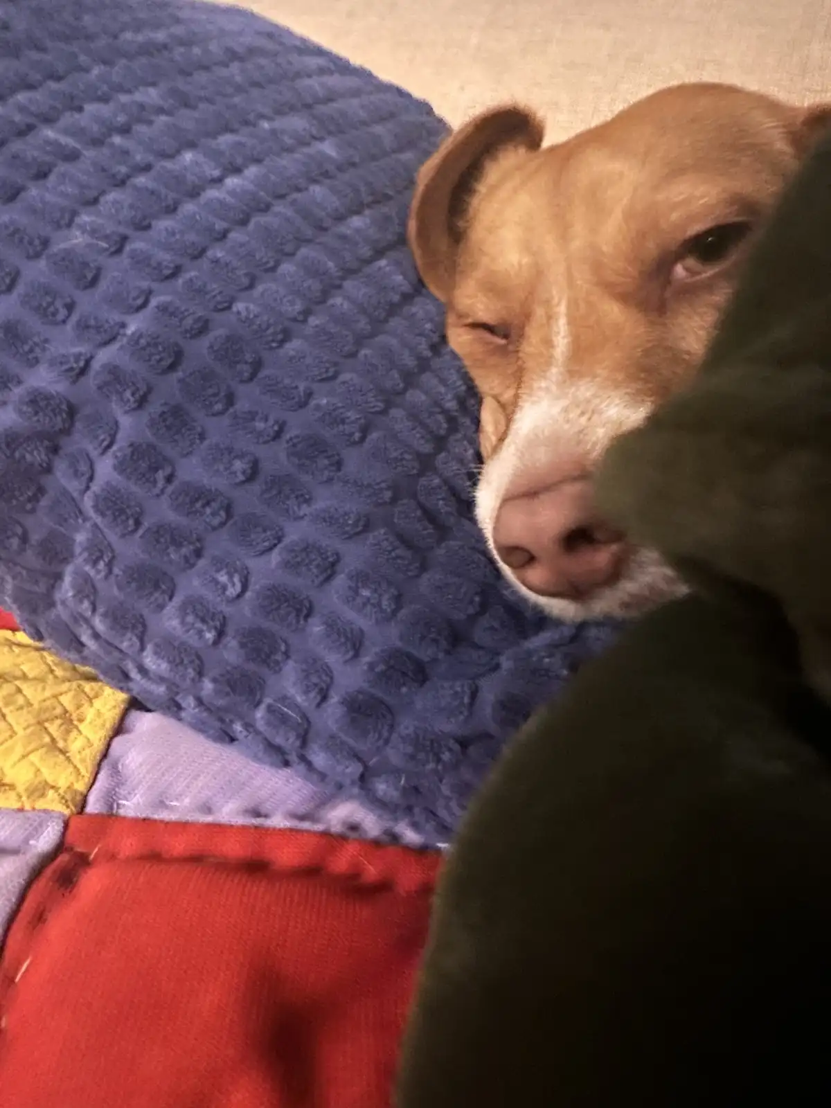 A light brown dog with a white muzzle rests its head on a textured blue blanket, one eye half-closed in a sleepy expression…