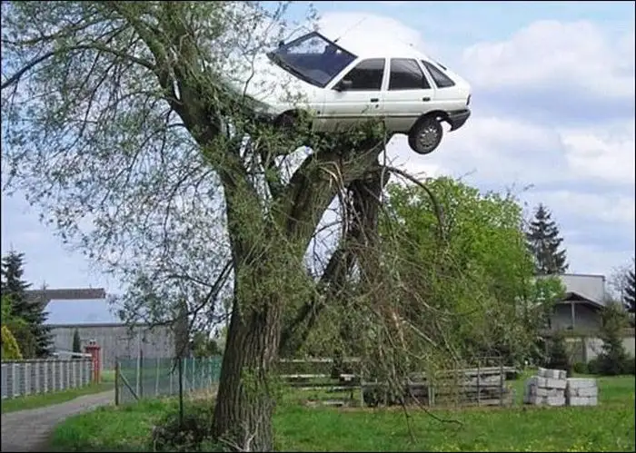 A white station wagon is lodged high up in the branches of a large tree, with its roof and windows visible above the…