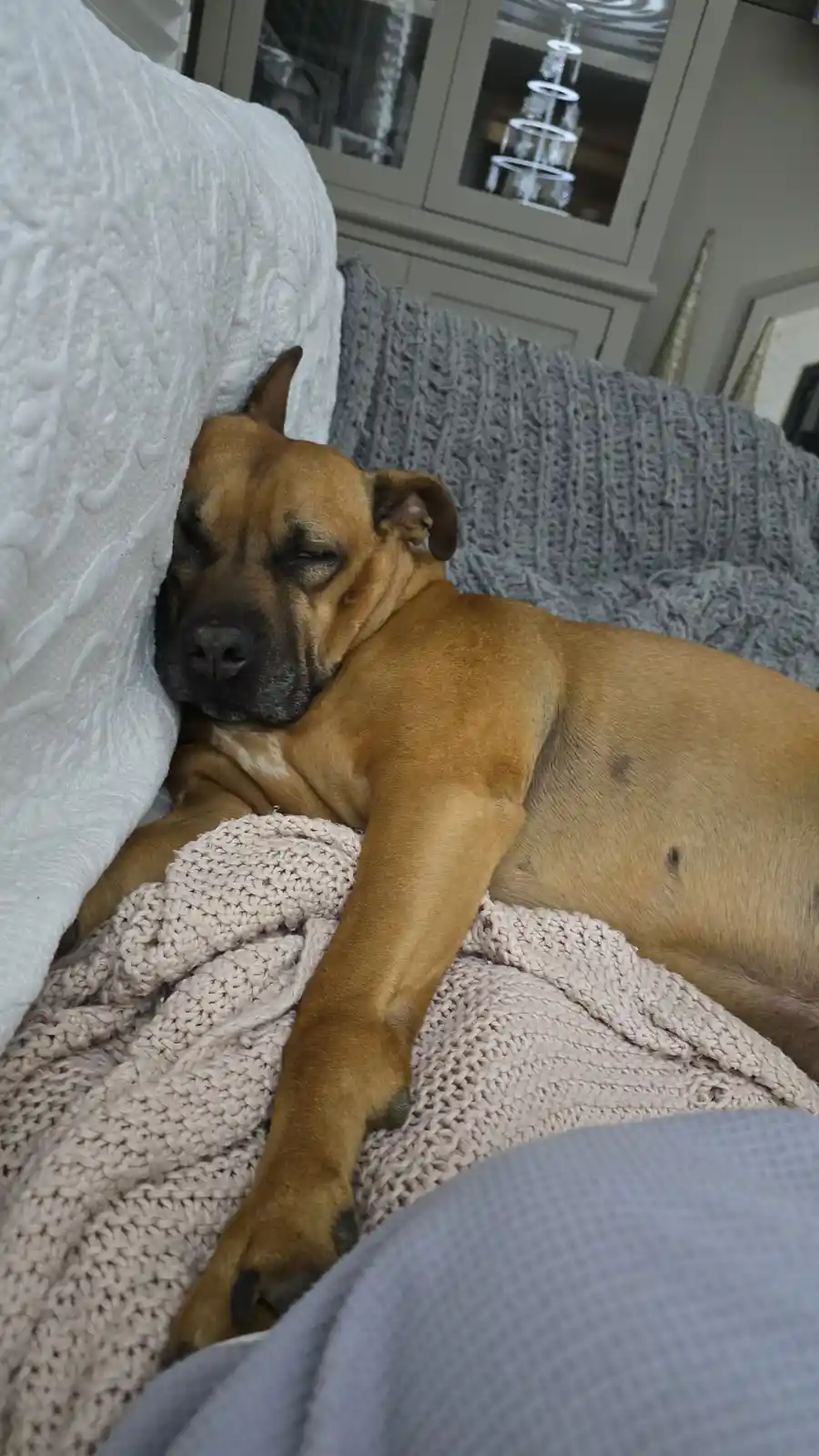 A tan dog with a black muzzle is sleeping soundly on a couch, nestled between a white pillow and a grey knit blanket, with a…