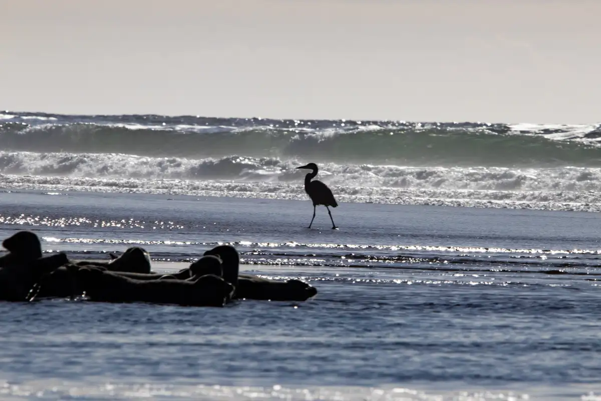 A silhouette of a heron stands in shallow ocean water on a beach, with waves crashing behind it and a group of seals resting…