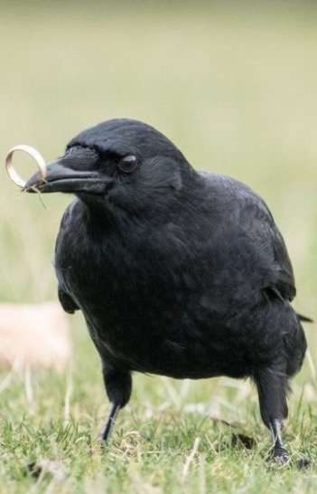 Just a crow being a crow.