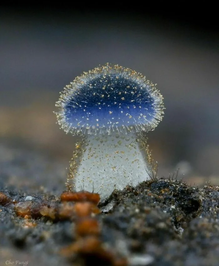 A close-up photograph of a tiny, translucent mushroom with a blue cap and white stem, covered in fine golden particles…