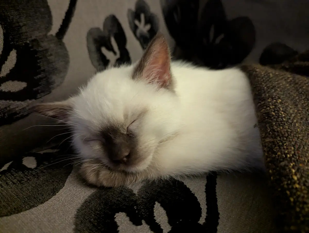 Say hello to the charming Oreo