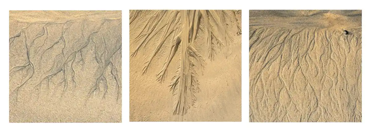 three side-by-side images show intricate, branching patterns in sand that resemble tree roots or branches, with the…