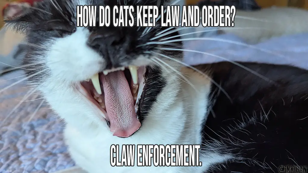 A close-up photo of a black and white cat with its mouth wide open, showing its teeth and tongue, as if yawning or hissing…
