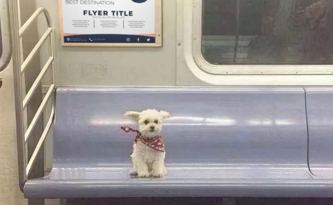 A small white fluffy dog wearing a red and white checkered bandana sits upright on a public transit bench, looking directly…