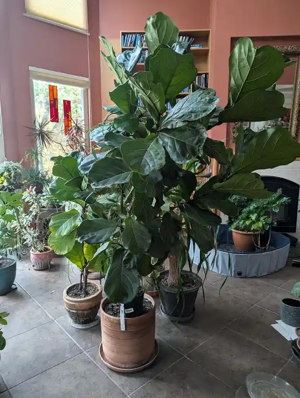 Meet my thriving 5-year-old Fiddle Leaf Fig!
