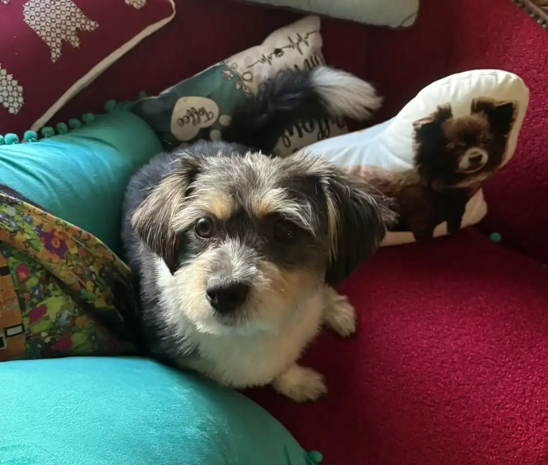 A small, scruffy dog with a white and gray coat sits on a red couch surrounded by colorful pillows, including one that has a…