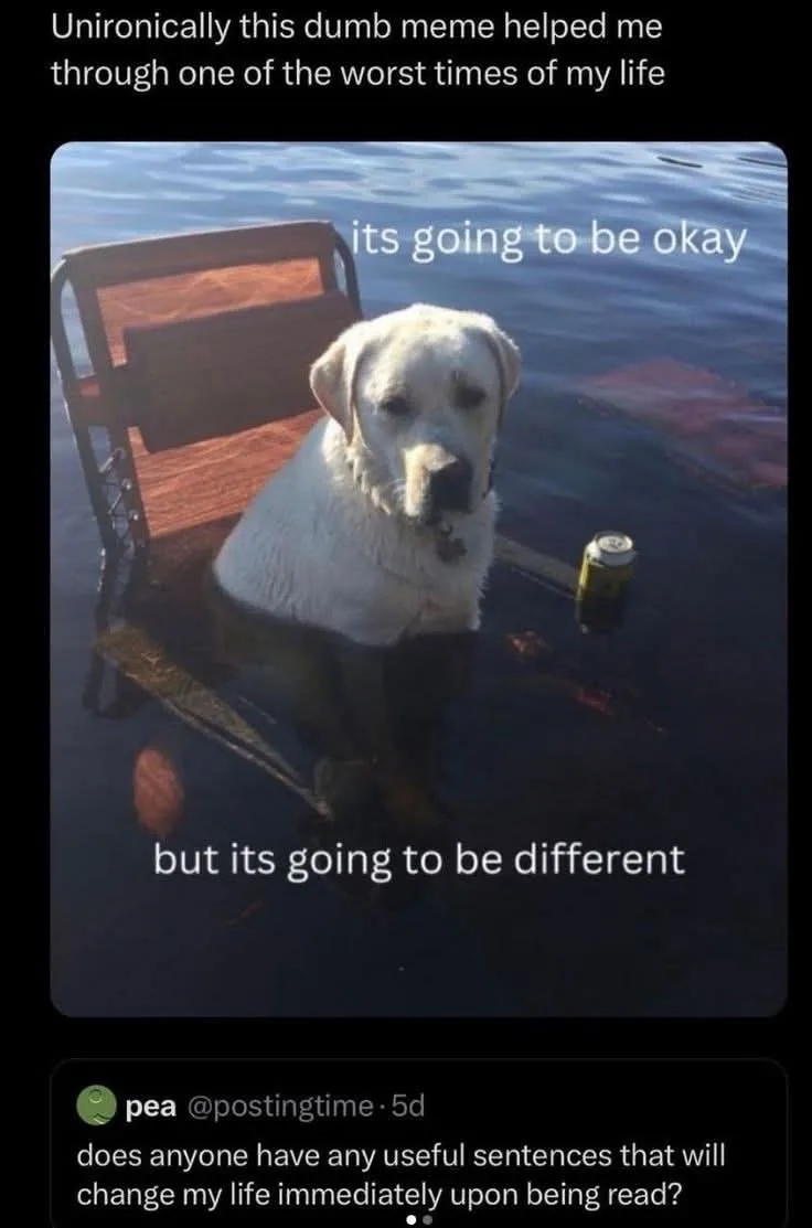 A white dog sits calmly in a wooden chair partially submerged in water, holding a yellow can. Text overlaid on the image…