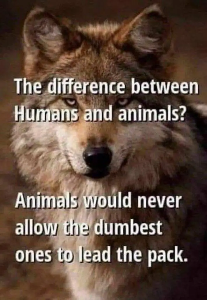 A close-up image of a wolf's face with a serious, intense gaze. White text is overlaid in two blocks: the top reads 'The…