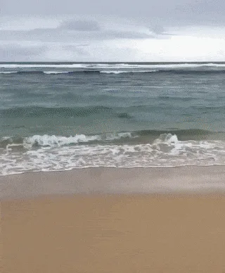 A six-panel sequence shows a beach scene: first, an empty beach with chairs; then a seal appears near the water; next, a…