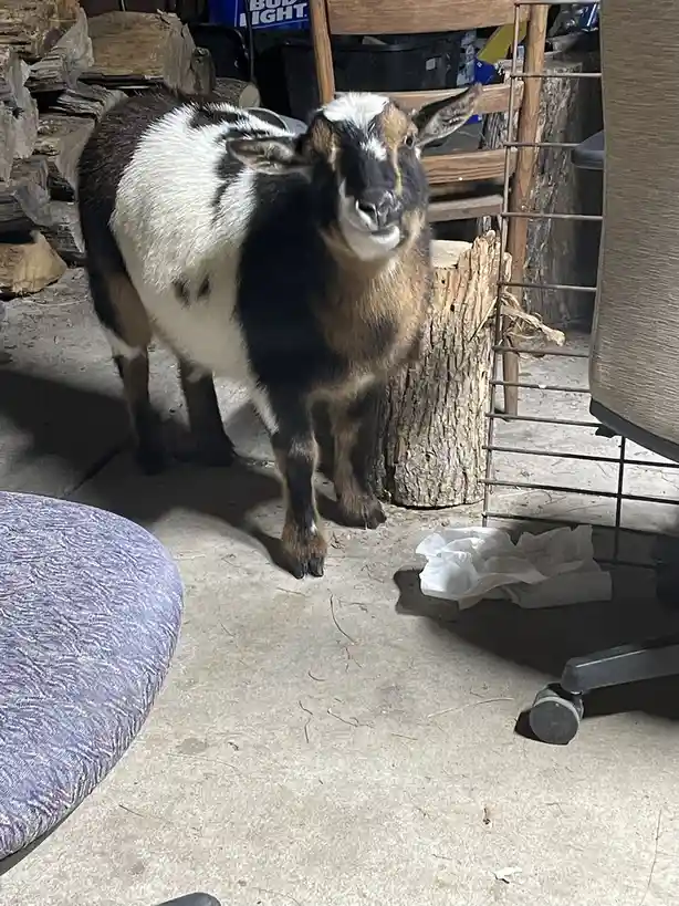 A black, white, and brown goat stands indoors on a concrete floor, looking directly at the camera with a slightly smug…