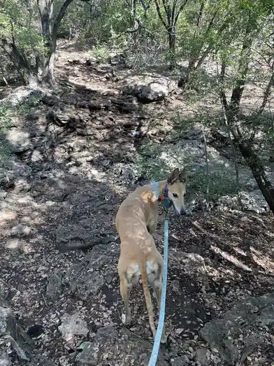Intermission: Is That a Deer or a Dog?