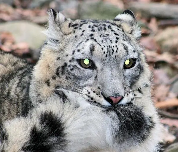 a close-up photo of a snow leopard with intense yellow eyes and spotted gray-and-white fur, looking directly at the camera…
