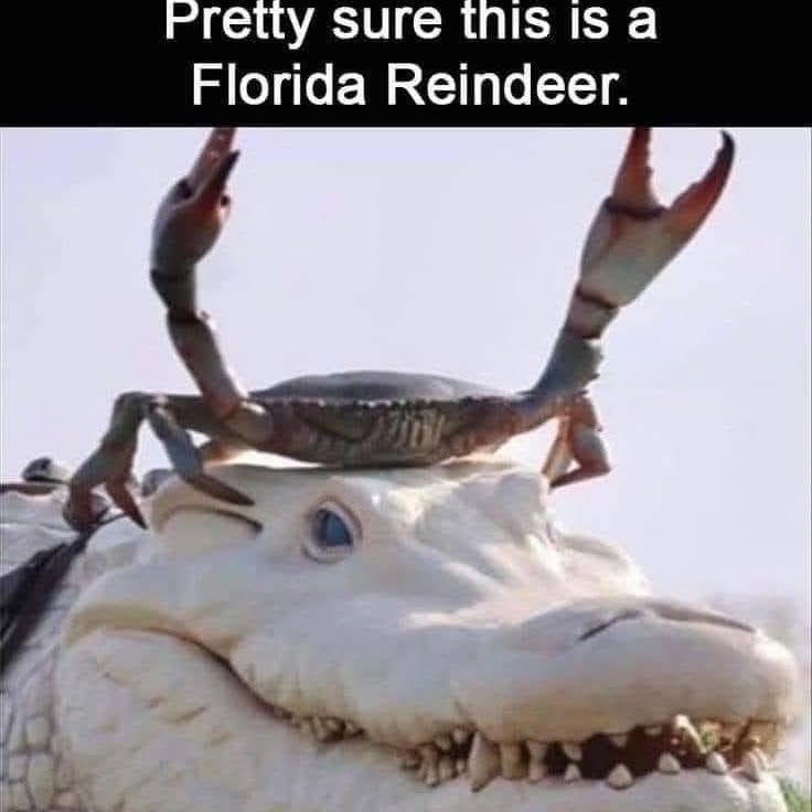A close-up photo shows a blue crab perched atop the snout of a white alligator, which has a visible blue eye and open mouth…