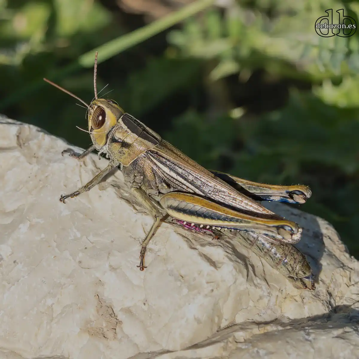 A close-up photograph of a grasshopper perched on a light-colored rock, with green foliage blurred in the background. The…