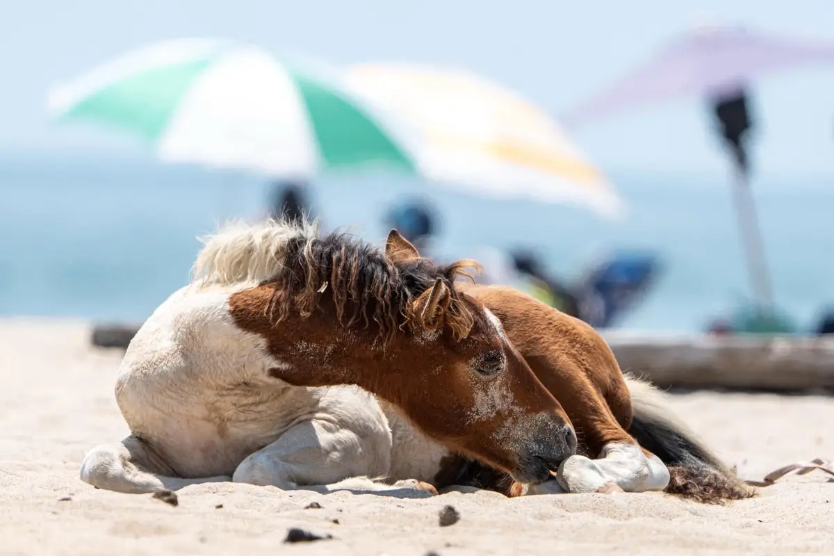 A brown and white pony lies on a sandy beach, nuzzling its front hoof while resting its head. In the blurred background…