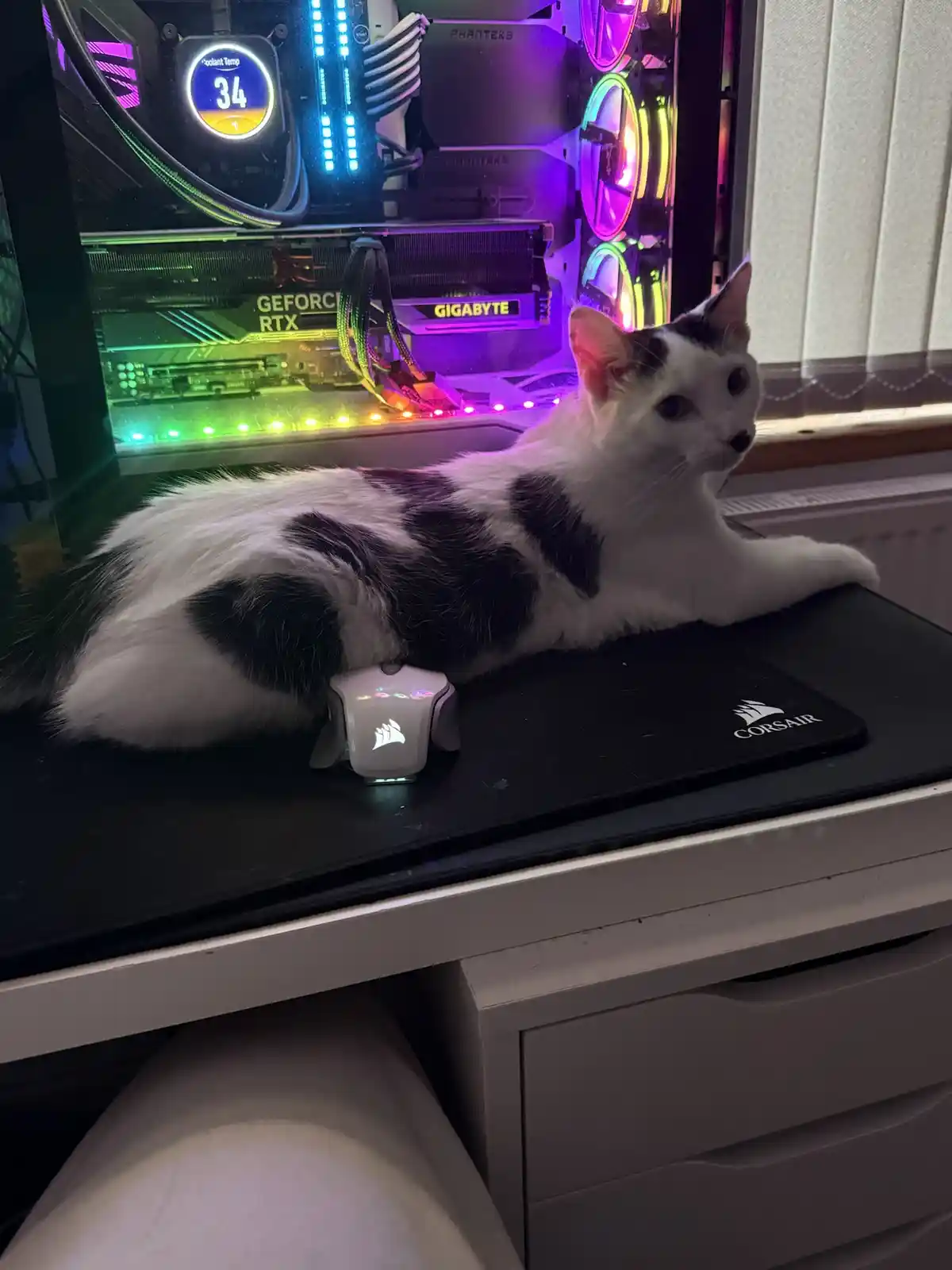 A black and white cat is lying on a black Corsair mousepad next to a white gaming mouse, with a brightly lit, RGB-colored…