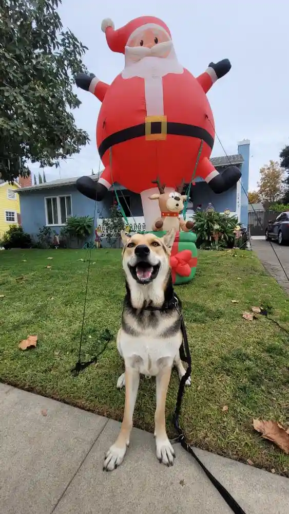 Vivo's Epic Encounter with Giant Santa