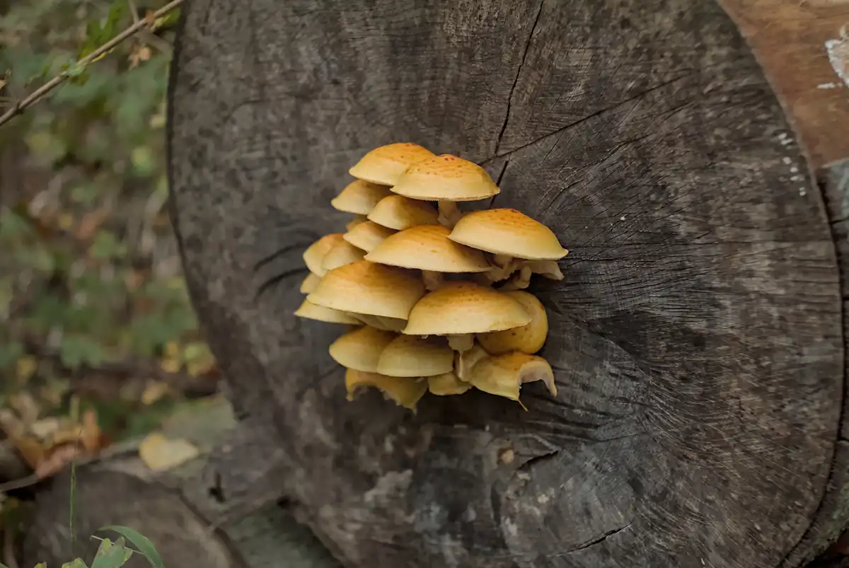 Spotted These Adorable Creatures in the Forest
