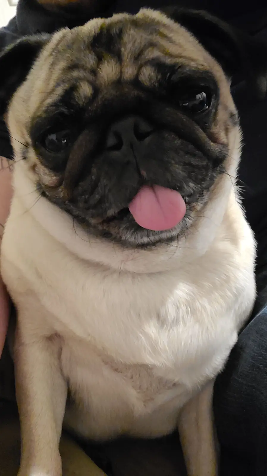 A close-up photo of a fawn and black pug with a wrinkled face, its pink tongue sticking out, looking directly at the camera…