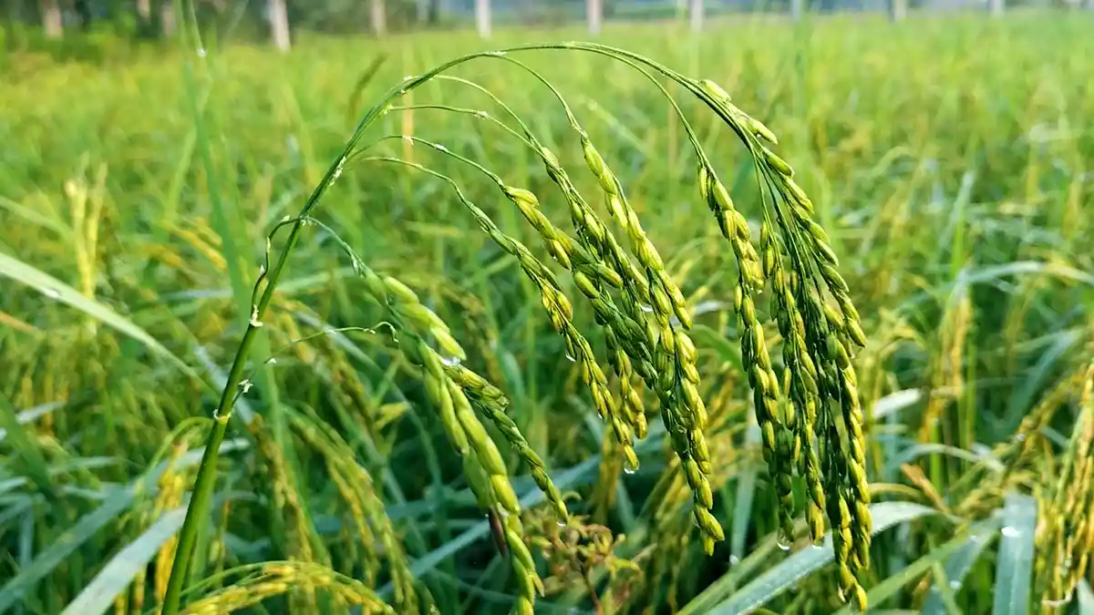 Nature's Breathtaking Beauty Captured