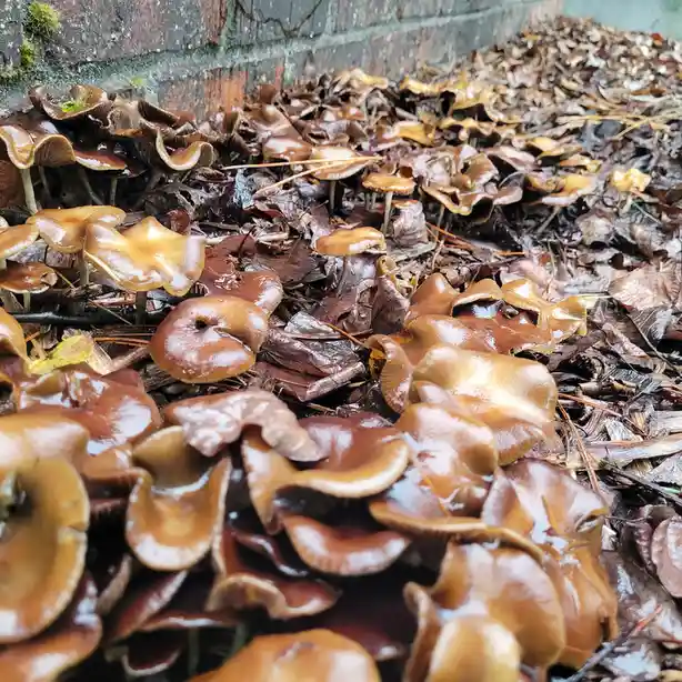 A close-up photo shows dozens of small, brown, gilled mushrooms growing densely in a pile of wet, decaying leaves against a…