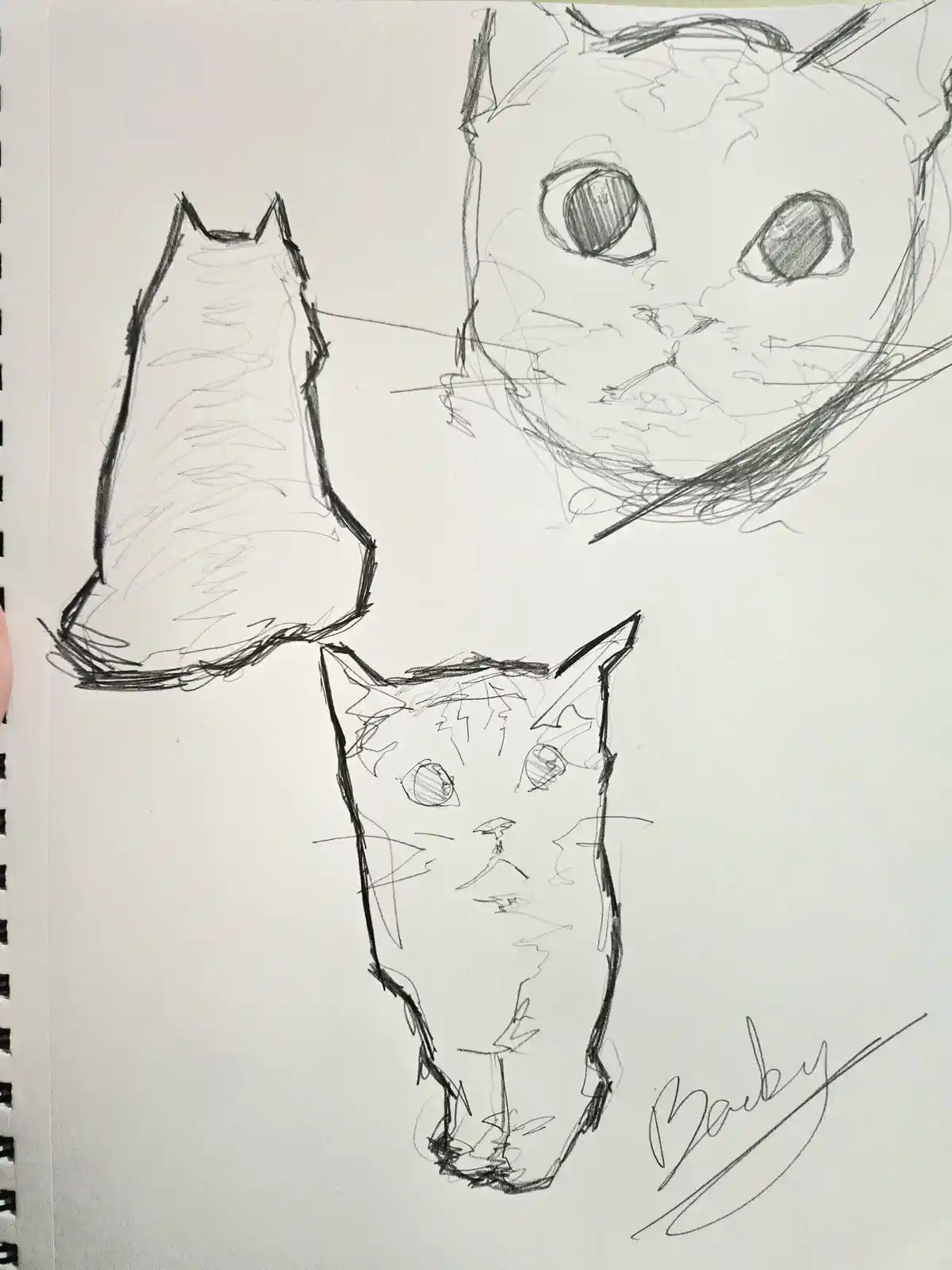Meet Kity: The Adorable Feline