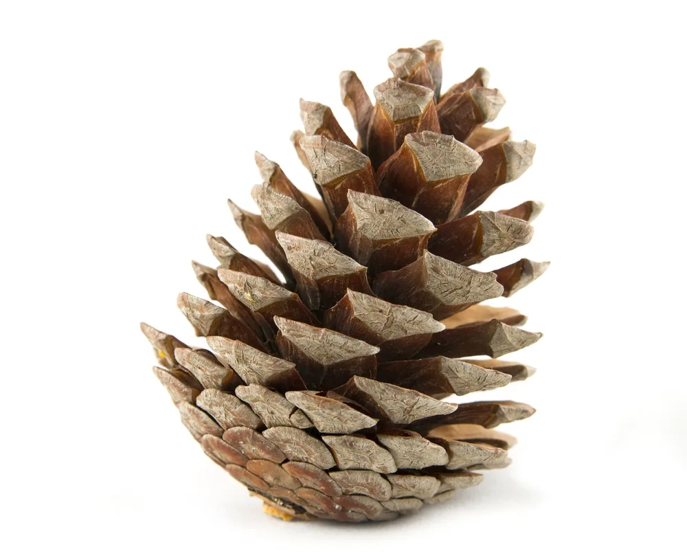 A close-up photograph of a brown pine cone against a plain white background, with the overlaid text reading 'i'm not a pine…