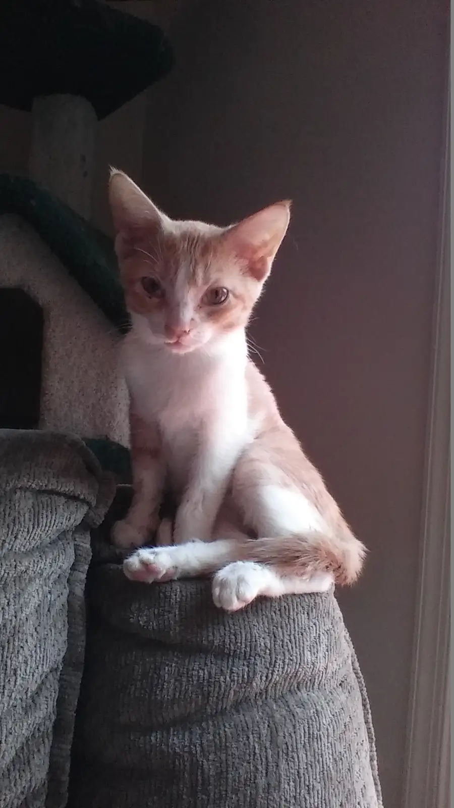 A small orange and white kitten with large, expressive eyes sits perched on a gray textured surface, possibly a couch or cat…