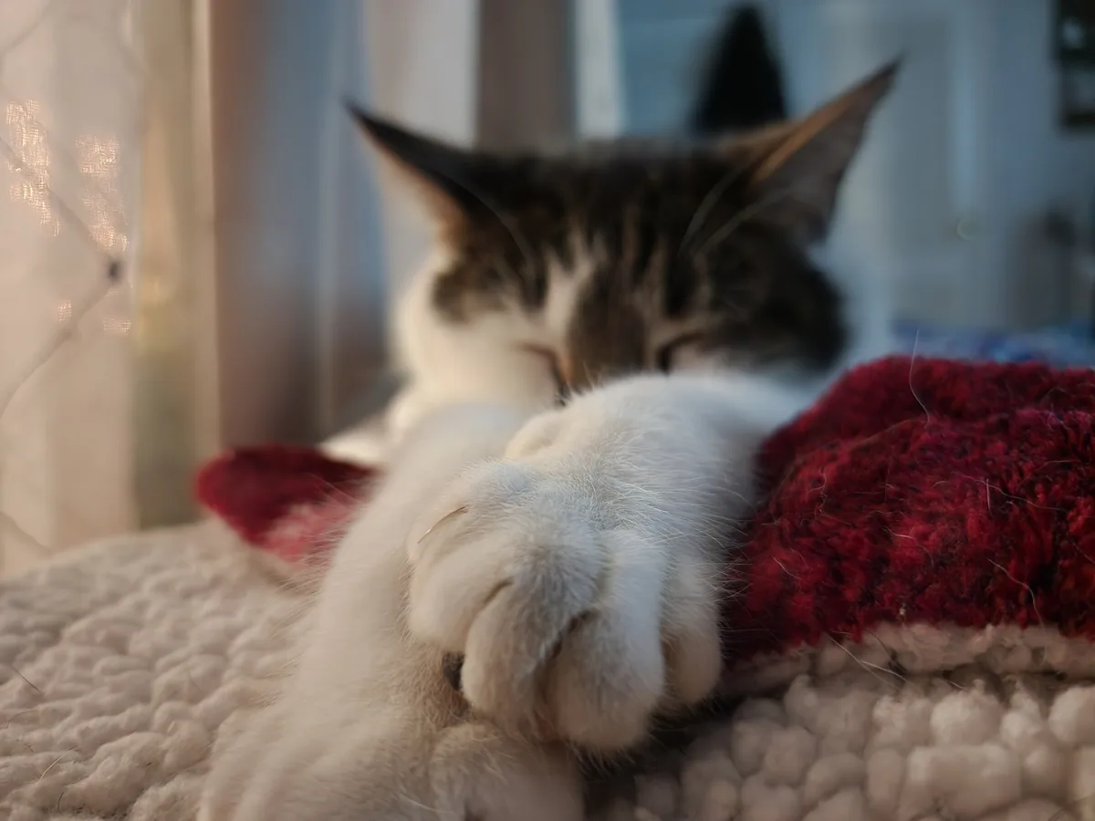 Adorable Sweet Kitty Moments