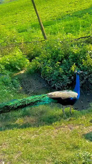 A male peacock with vibrant blue neck and iridescent green tail feathers is walking through a sunlit grassy field with…