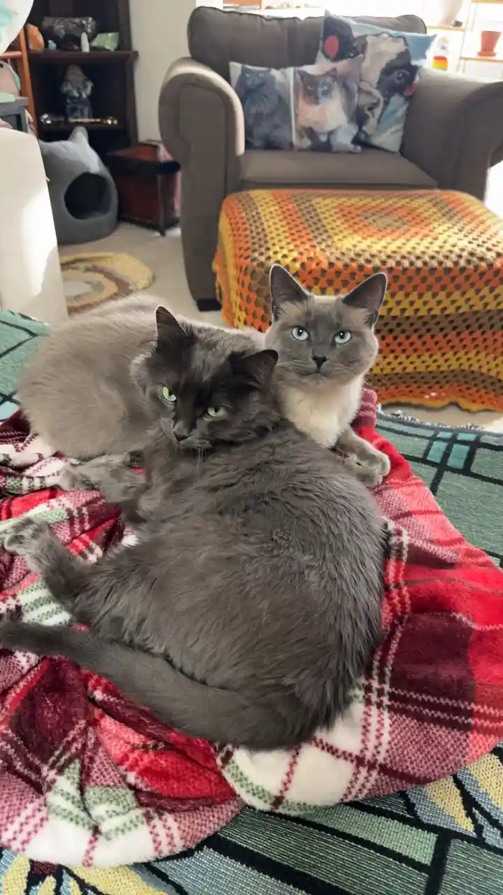 Two gray cats are lounging on a red plaid blanket in a cozy living room. The cat in the foreground has green eyes and is…