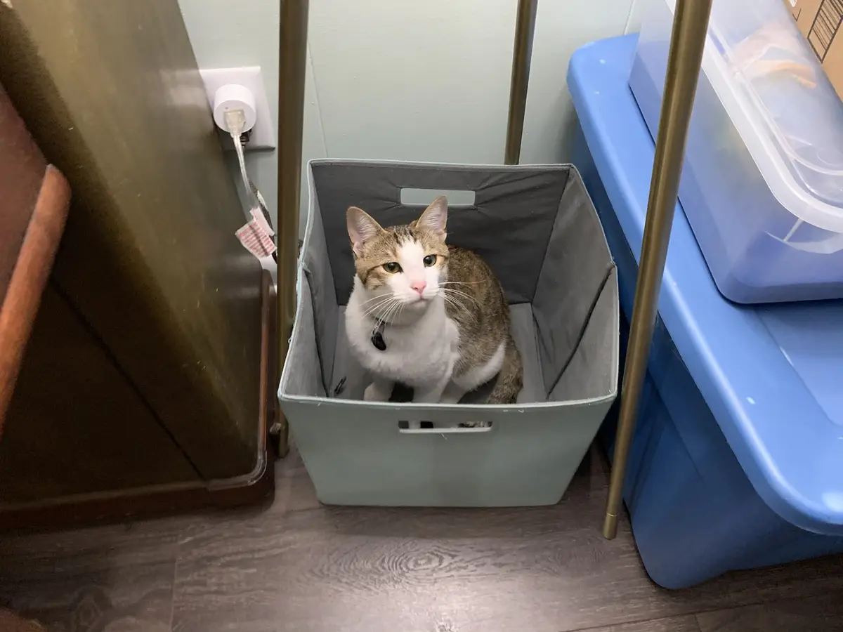 A tabby and white cat sits calmly inside a light blue fabric storage bin on a wooden floor, looking directly at the camera…