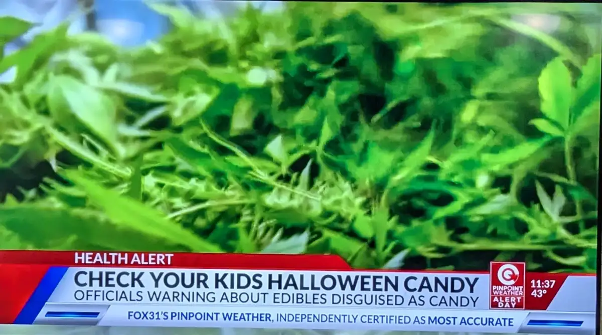 A news broadcast graphic shows a close-up of green cannabis leaves as the background image. The overlay text reads 'HEALTH…