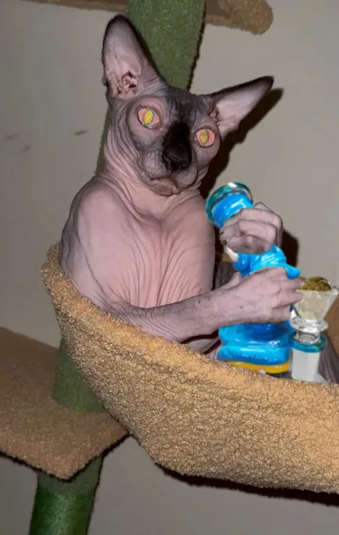 Meet the hilariously stoned cat!