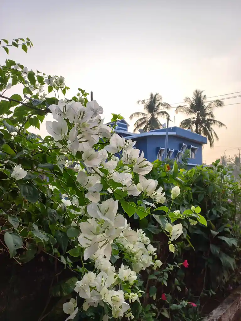 A photo of white bougainvillea flowers blooming on a green bush in front of a blue building with palm trees in the…