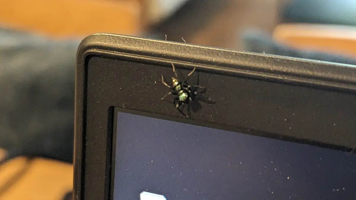 The cheerful office buddy we all need