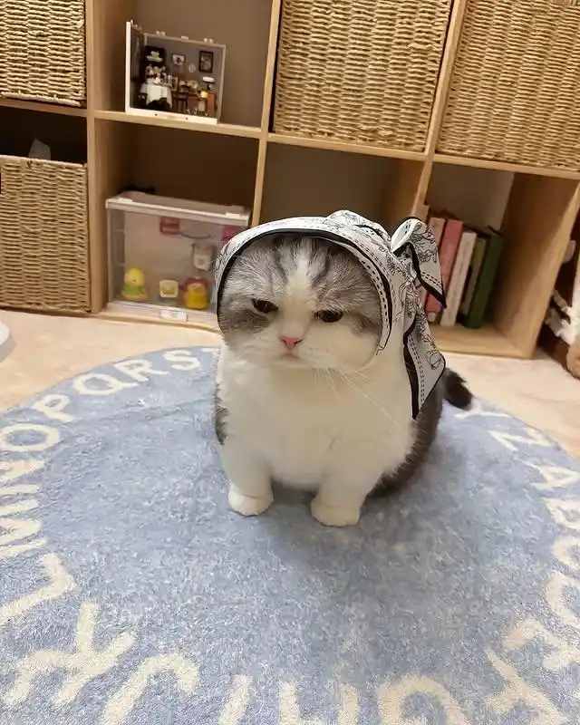 A fluffy gray and white cat with a sad, unimpressed expression sits on a blue rug with letters, wearing a black-and-white…