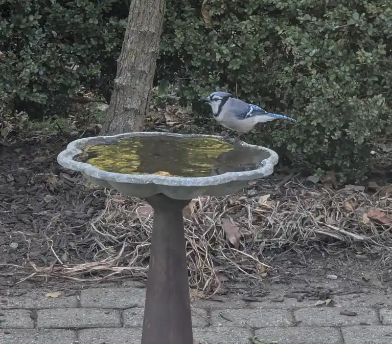 A blue jay perches on the edge of a stone bird bath filled with murky water, surrounded by mulch and green bushes. The bird…