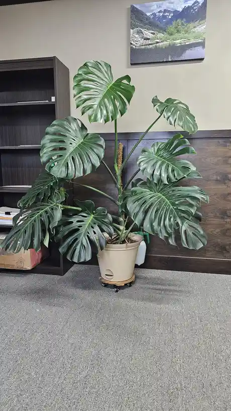 A large, healthy monstera plant in a beige pot with wheels sits in an office corner next to a dark wood bookshelf and wall…